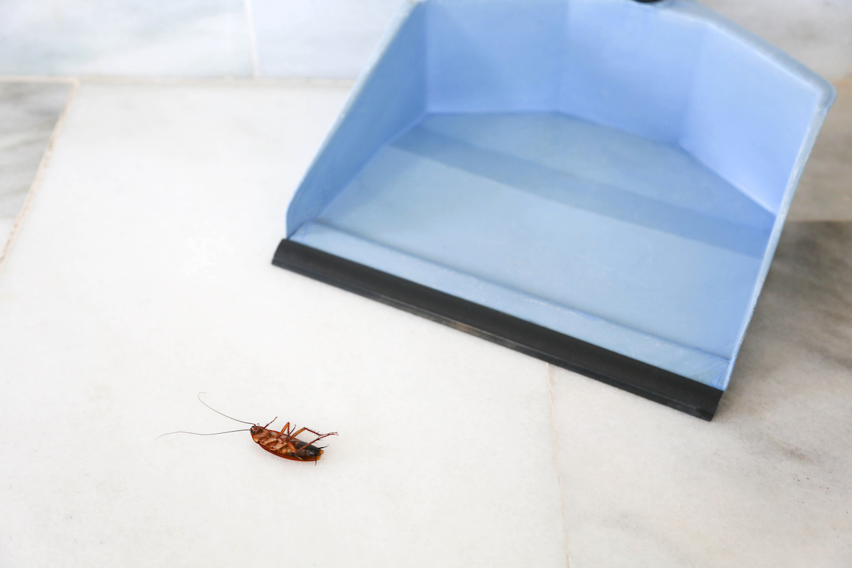 Keeping Cockroaches Away From Your Commercial Business James River