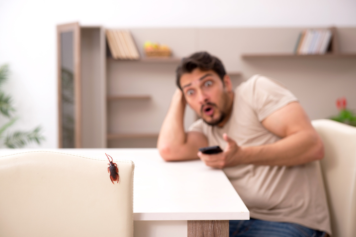 Keeping Cockroaches Out of Your Home James River Pest Solutions