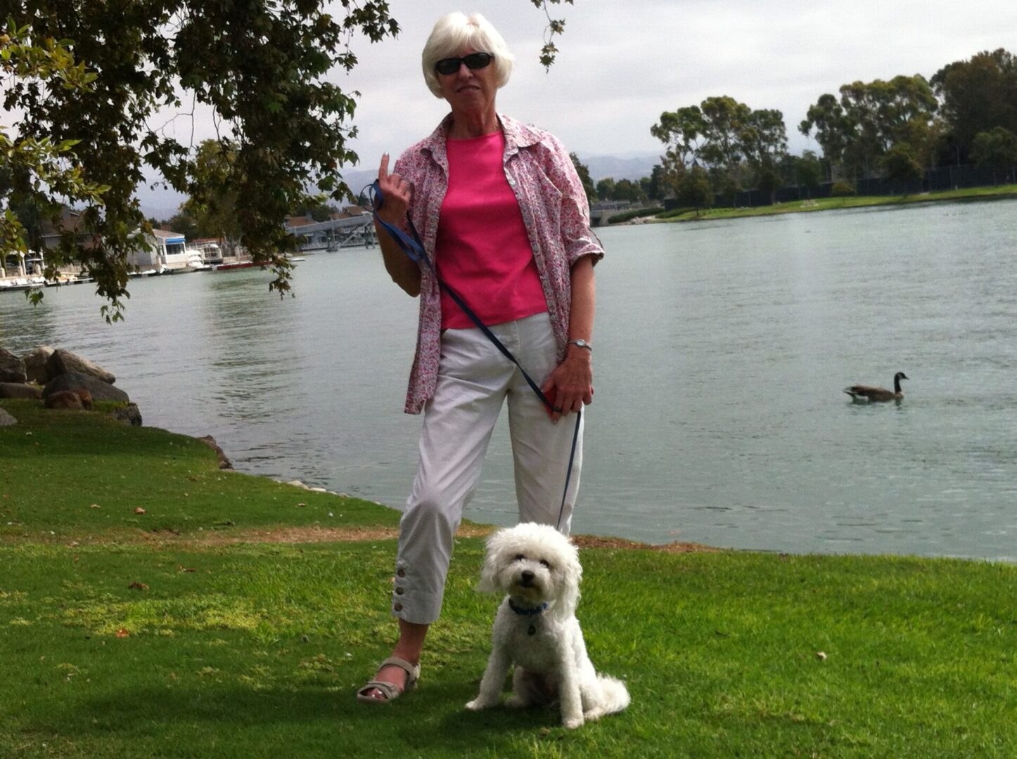 Training Your Dog Best Friends Dog Training By James