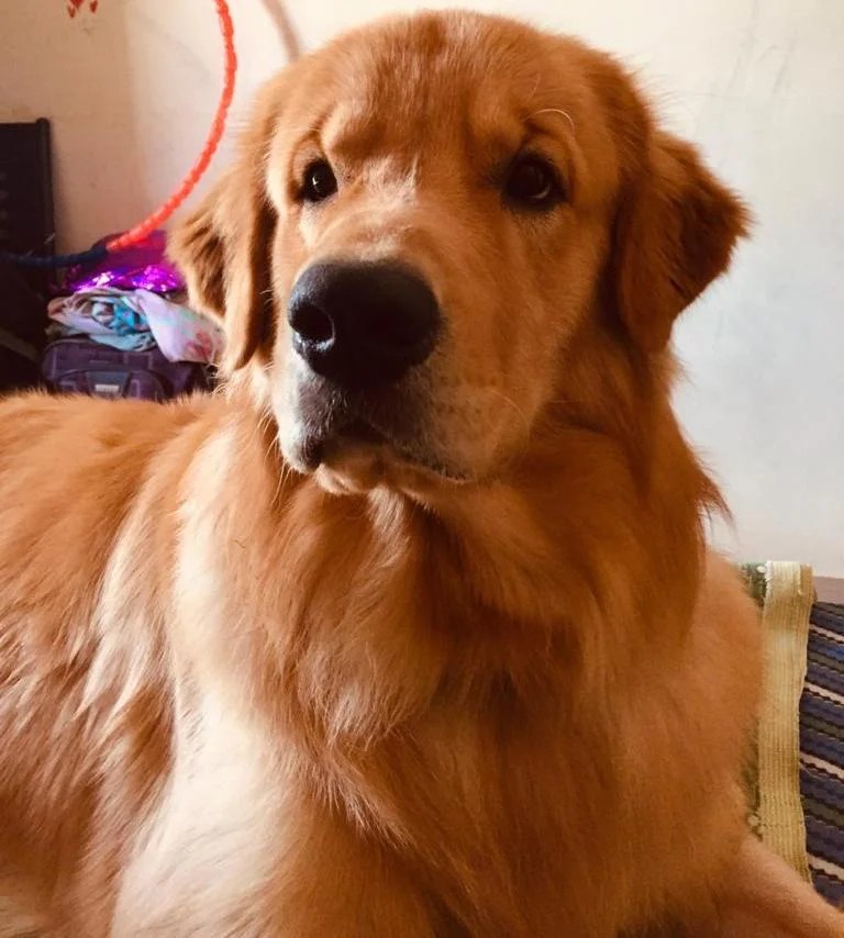 Gallery Jamhar Kennel Pune