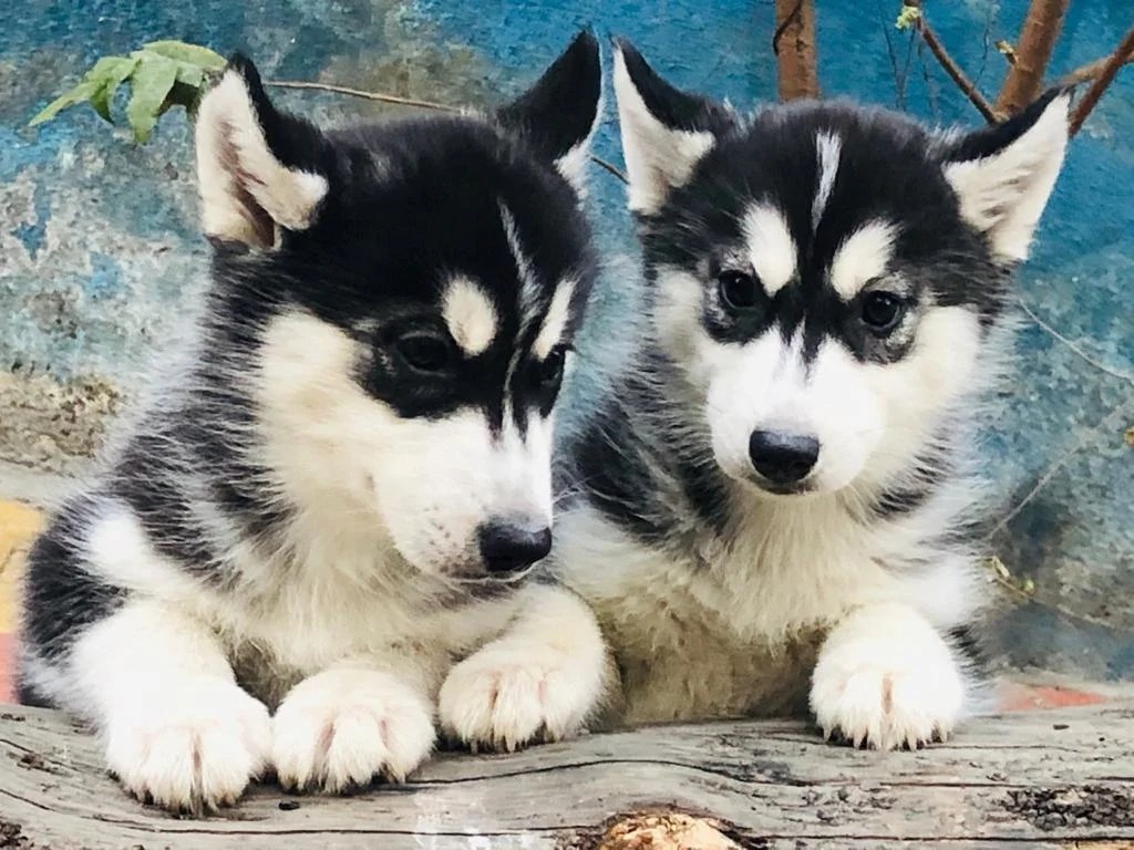 Gallery Jamhar Kennel Pune
