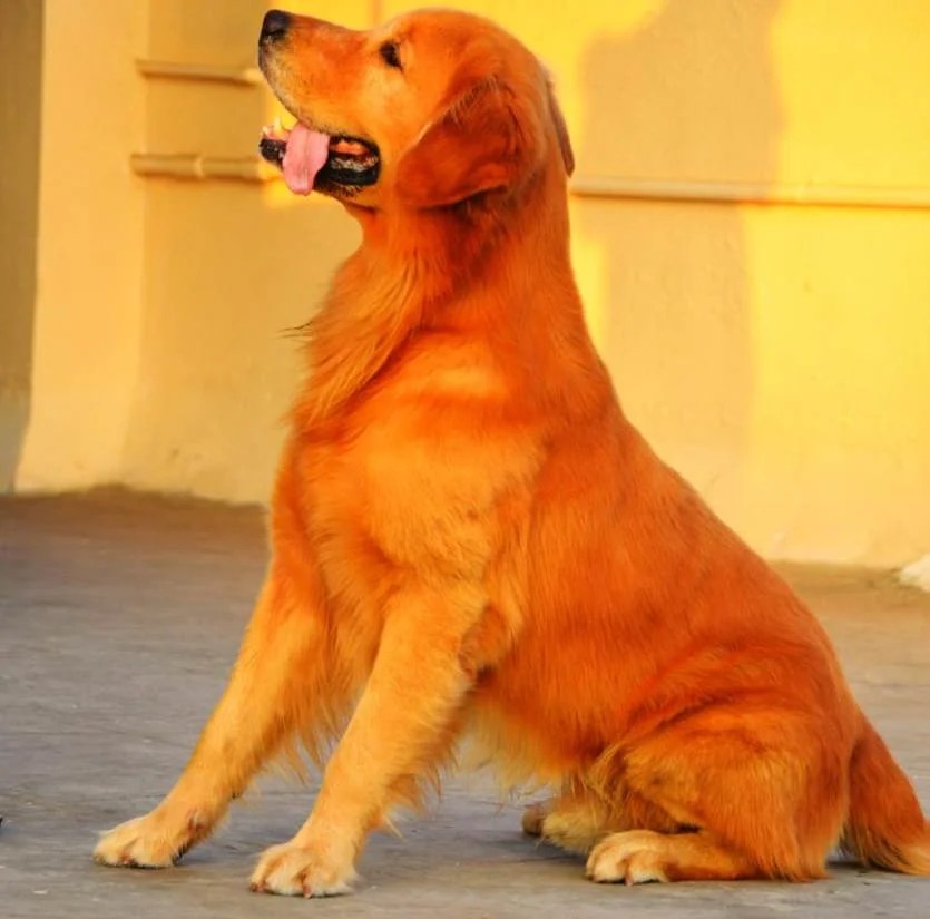 Gallery Jamhar Kennel Pune