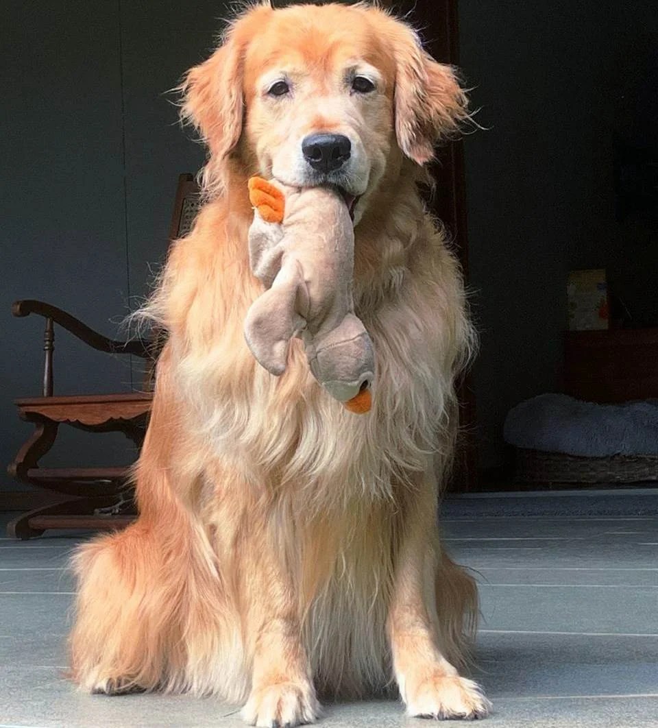 Gallery Jamhar Kennel Pune