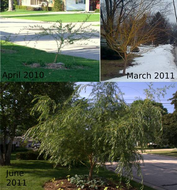 Fast Growing Tree — Niobe Golden Weeping Willow