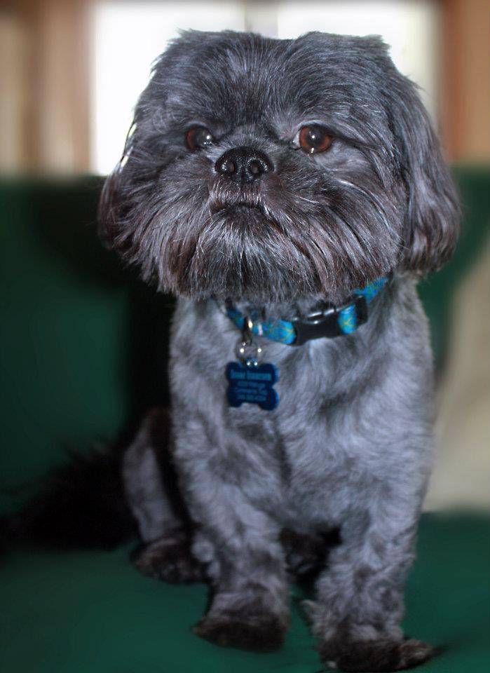 Dog of The Day for 5/2/2012 — Isaac 2 years old Shih Tzu