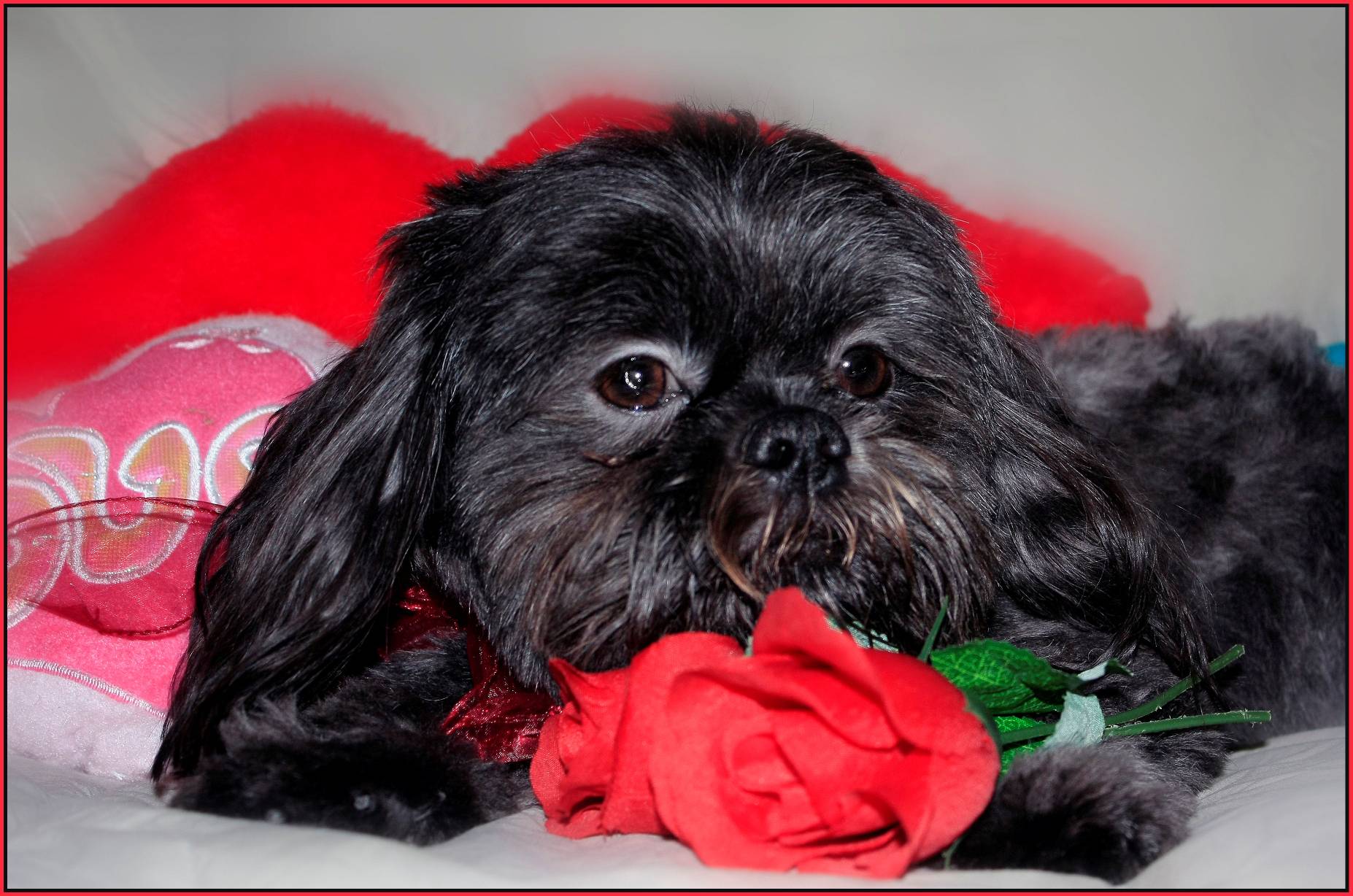 Dog of The Day for 5/2/2012 — Isaac 2 years old Shih Tzu