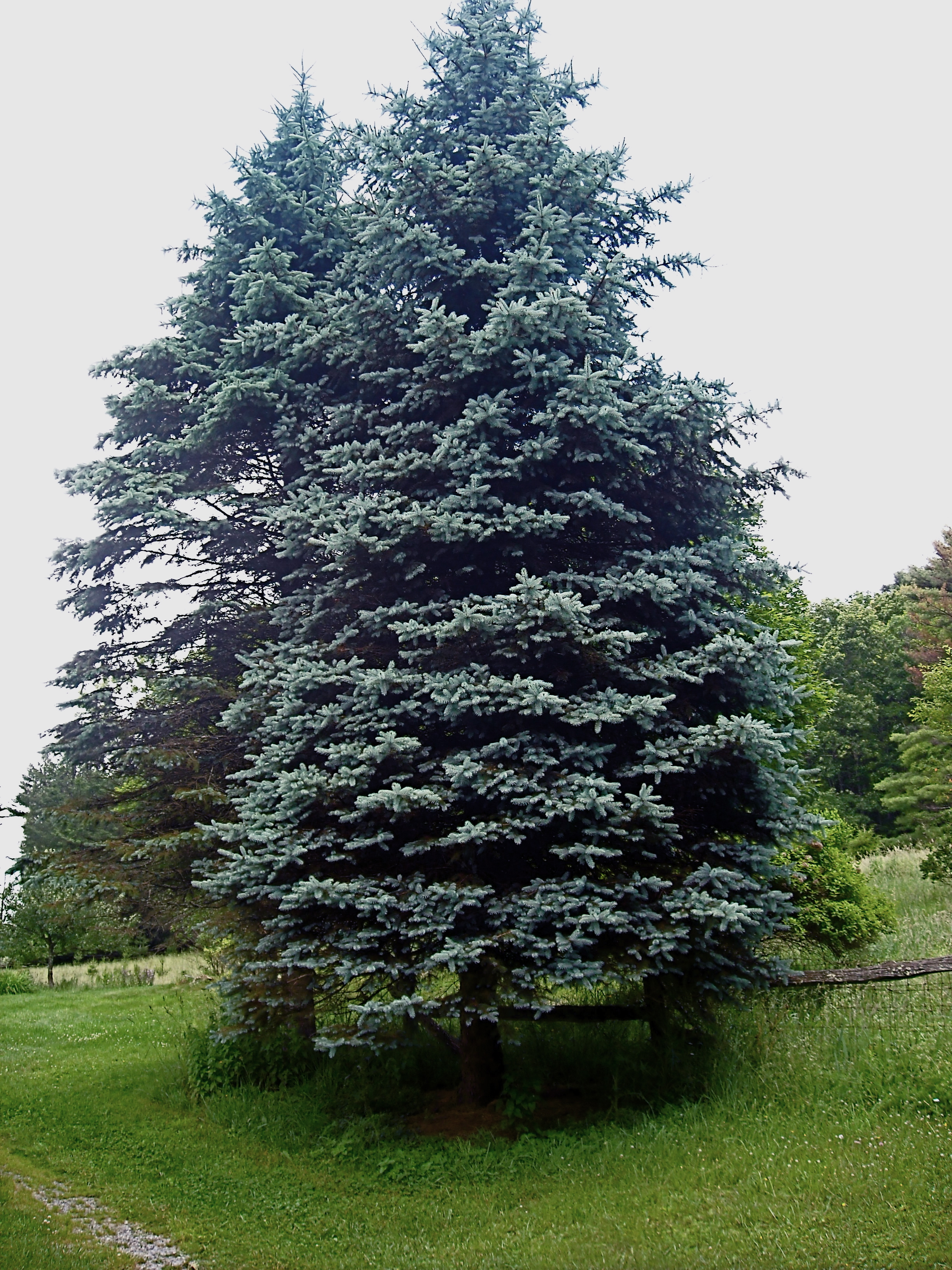 Blue Spruce MonongaHELLYEAH