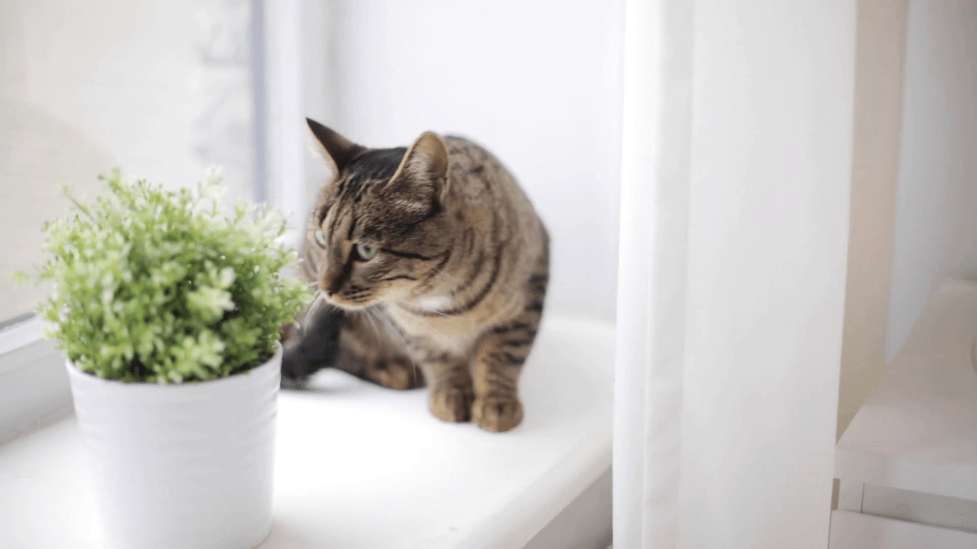 The Top 5 Ways You Can "Cat Proof" Your Window Blinds