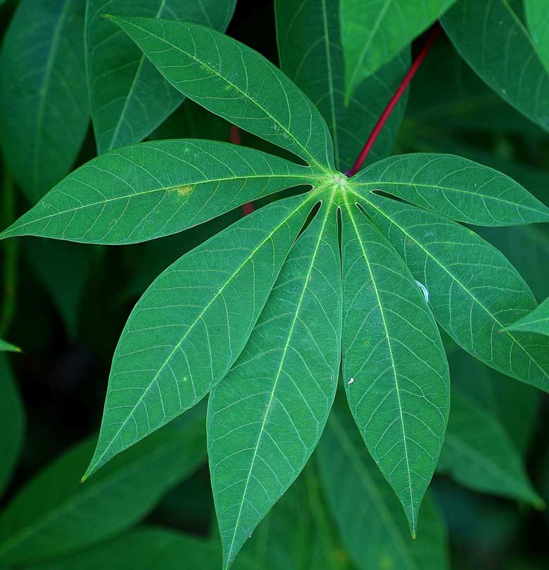 Seri Bahan Pangan Pengganti Nasi (3) Jamupedia