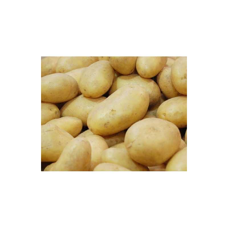Potato USA Type Kg