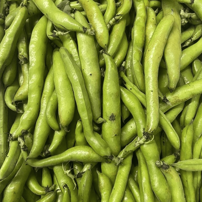 Broad Beans Lebanon Type Kg