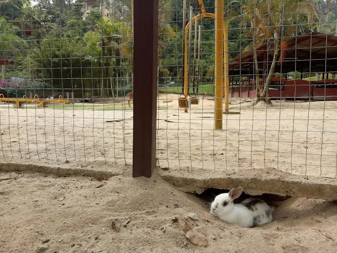 Rabbit Farm (Bukit Tinggi) Jandabaik