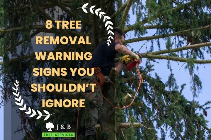 8 Tree Removal Warning Signs You Shouldnt Ignore
