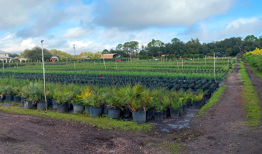 Nursery Gallery J & C Nursery, Inc. Fort Myers, Florida