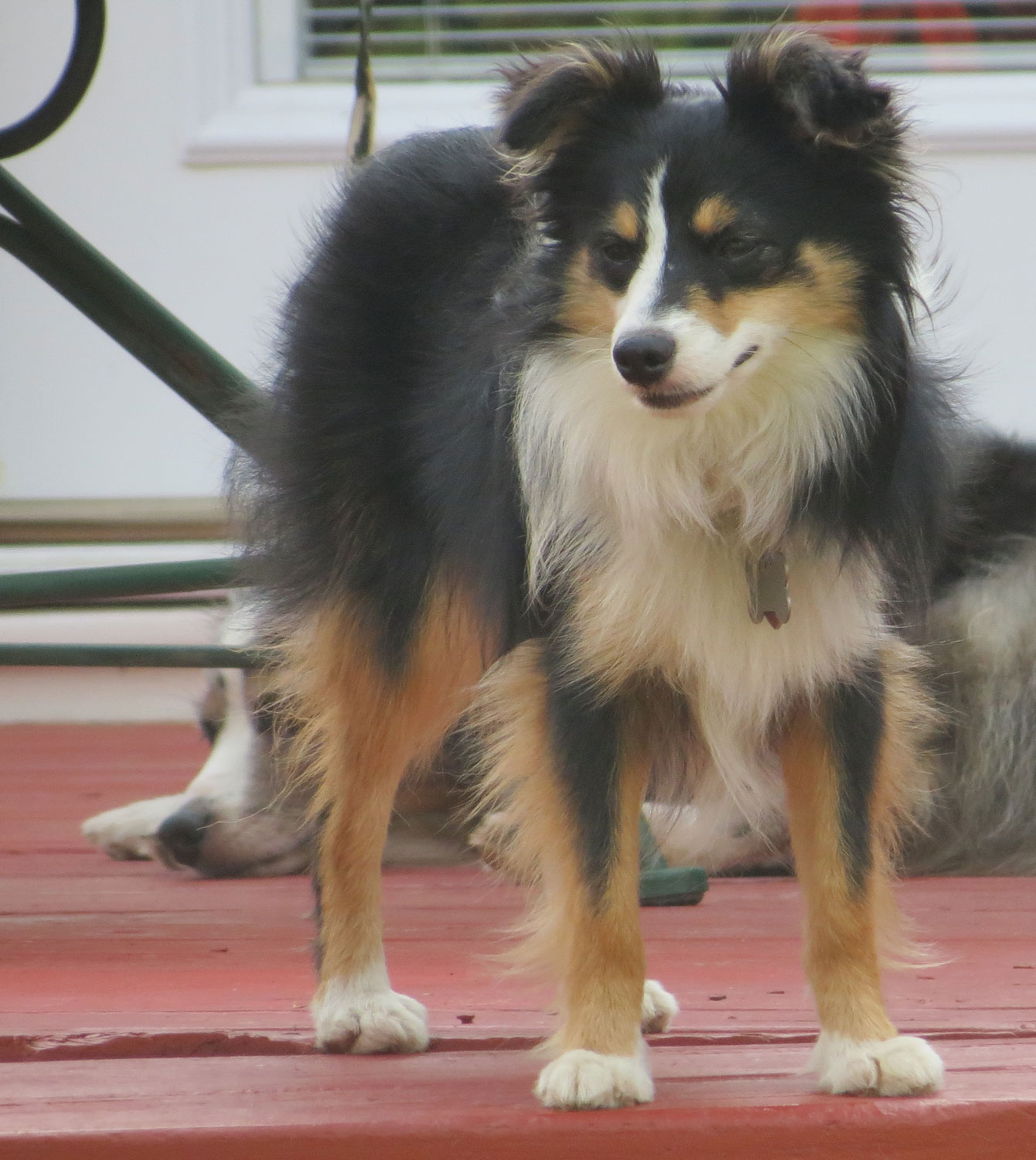 Miniature Toy Australian Shepherds For Sale Mini