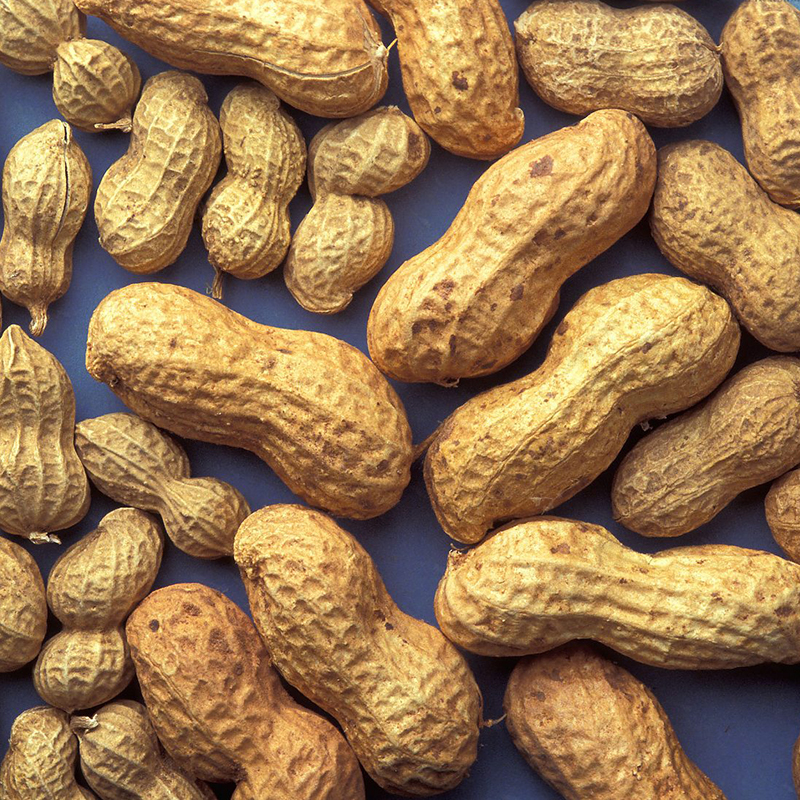 Bird Feed J & J Feeds and Needs