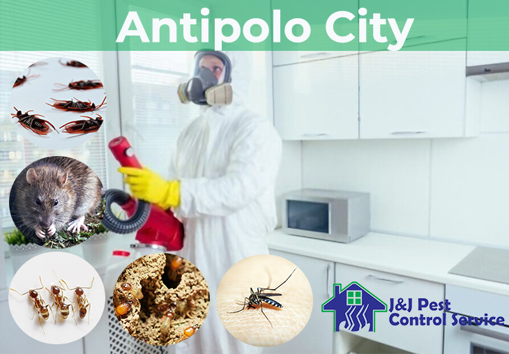 Antipolo Pest Control Company Termite Pest Control Services