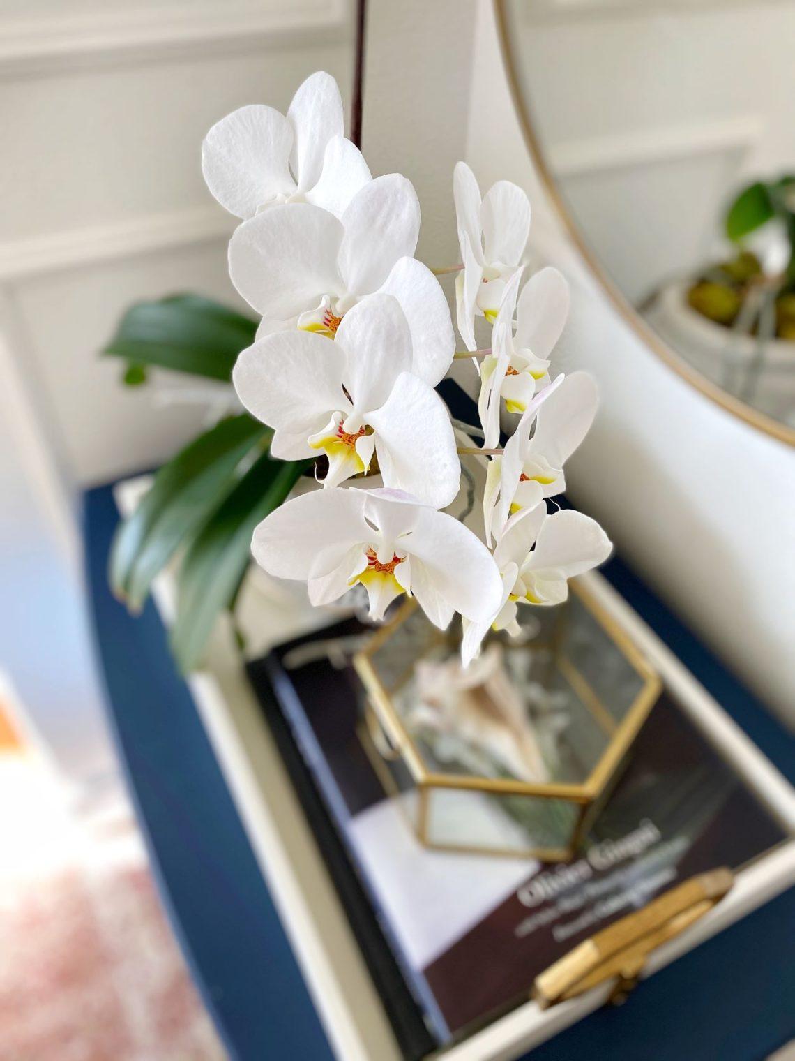 Easy Orchid Care Tips (and how to get them to bloom again!)