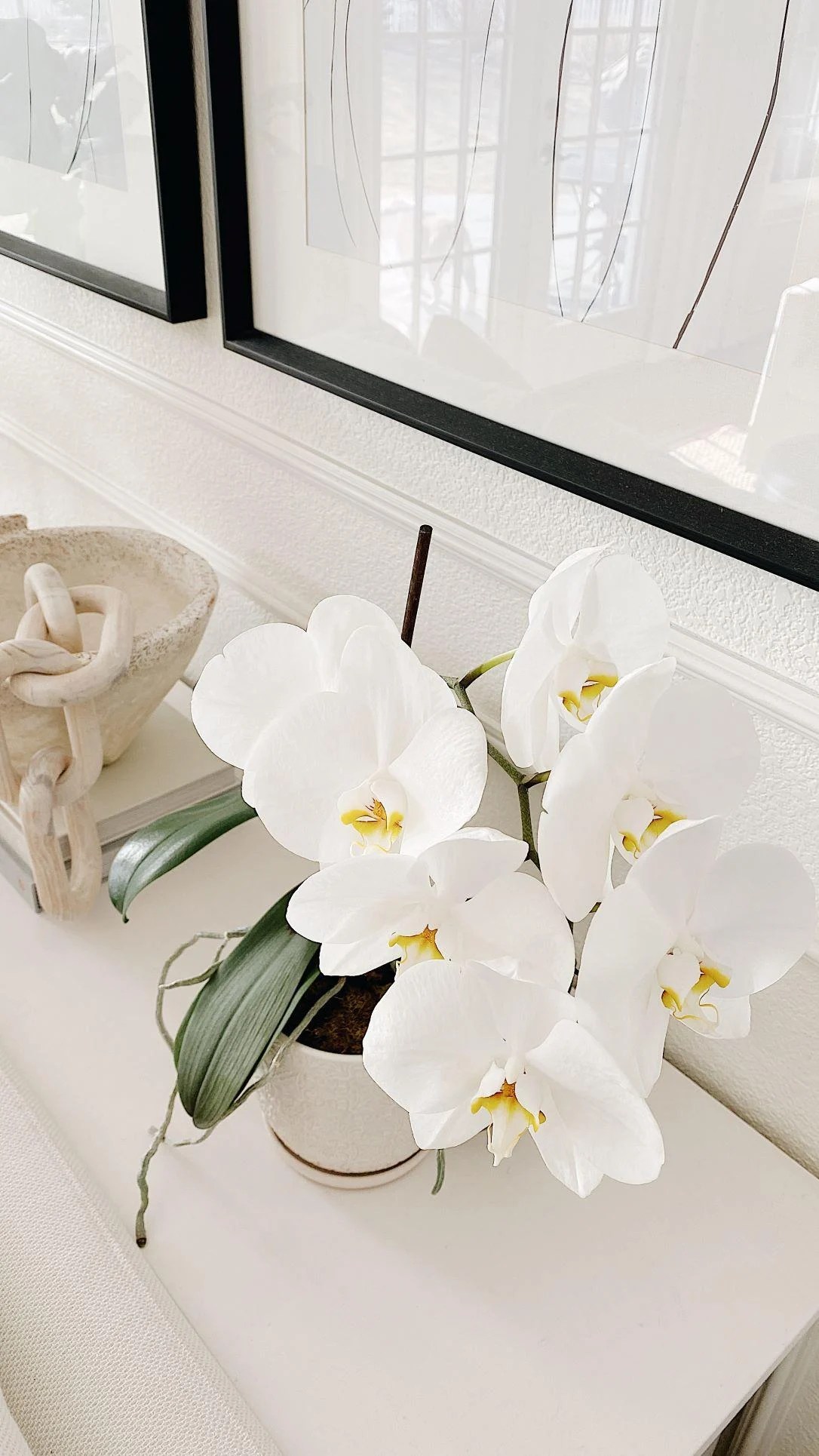 Easy Orchid Care Tips (and how to get them to bloom again!)