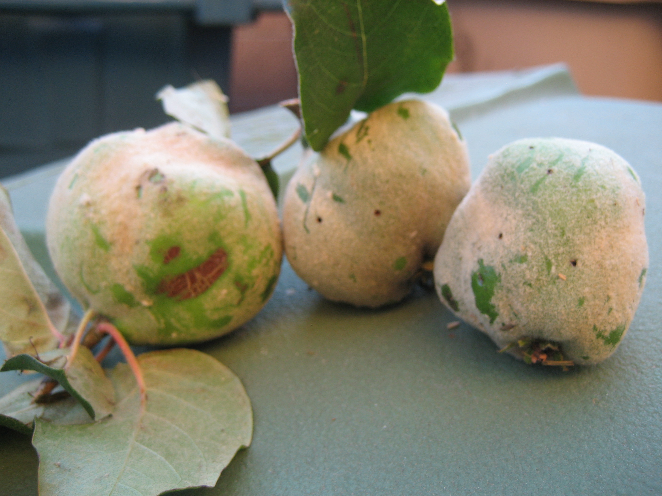 Is Quince Fruit Poisonous To Dogs