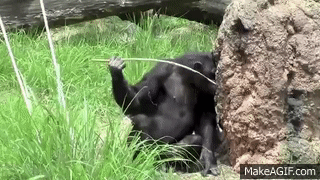 10 Things You Probably Didn T Know About Chimpanzees