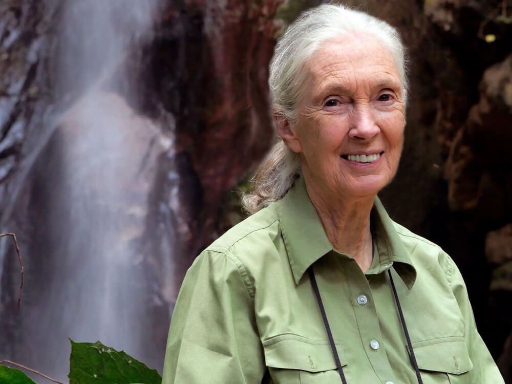 Biographie de jane goodall jane goodall Gestion De Projet