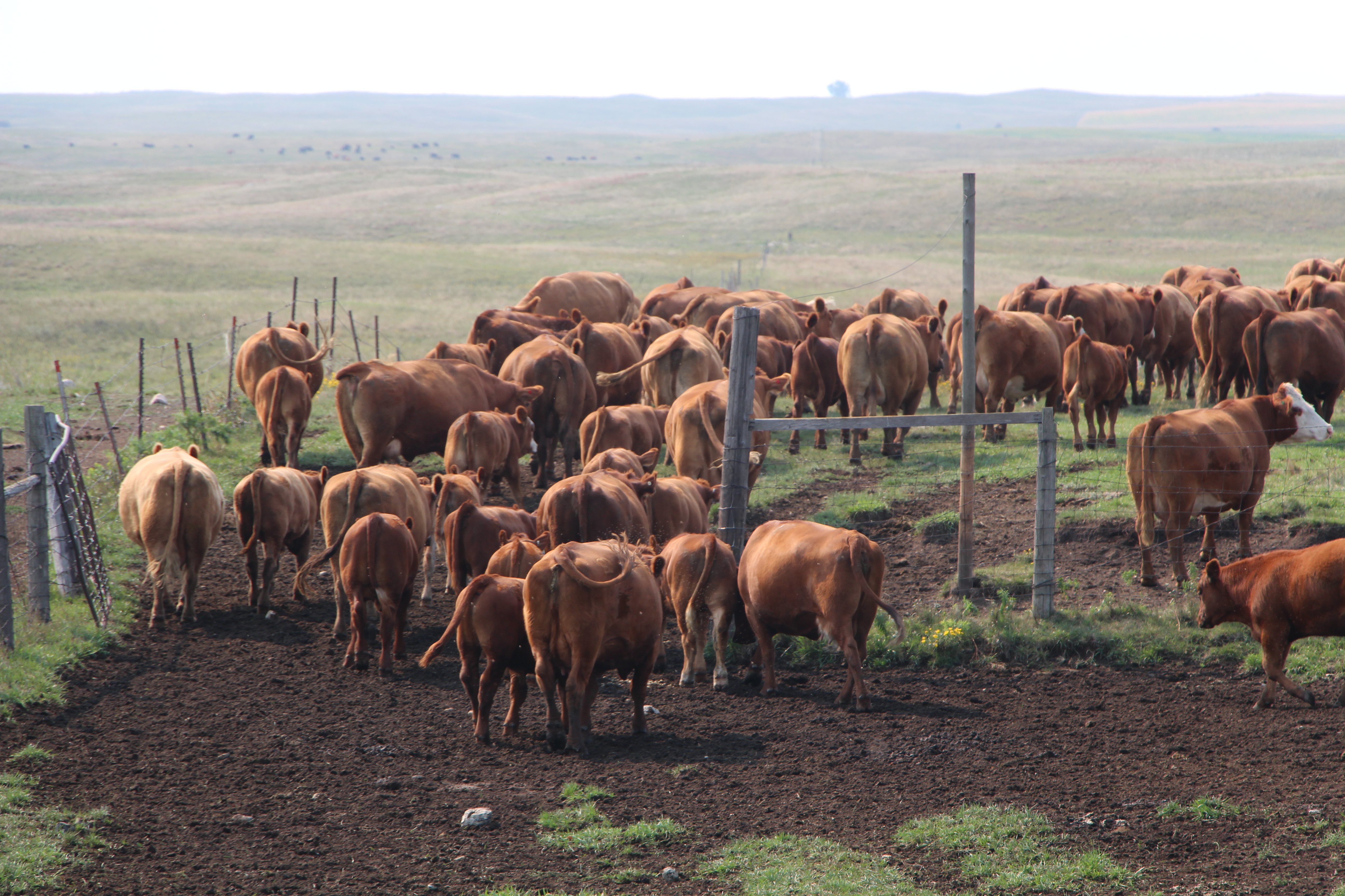 City Slicker Working Cows? A Dakota Vacation Experience JP loves