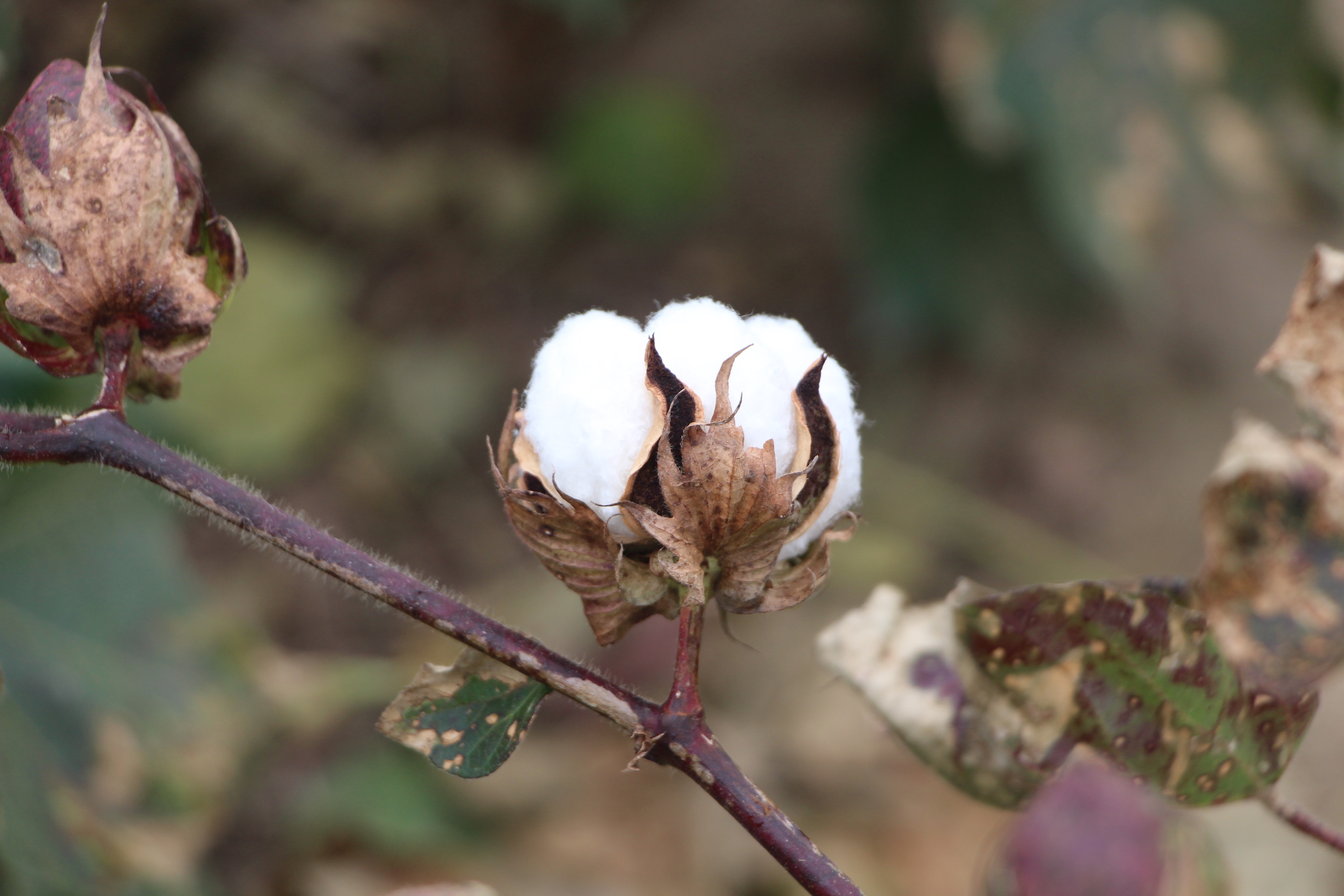 cracked boll on a cotton plant JP loves COTTON & more
