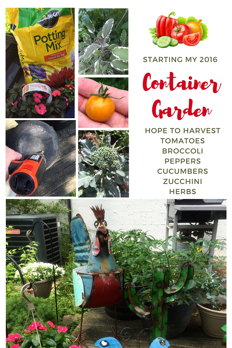 Backyard Broccoli & More in My Container Garden VIDEO