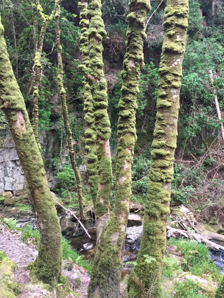 MOSS SALT CITY VERSE