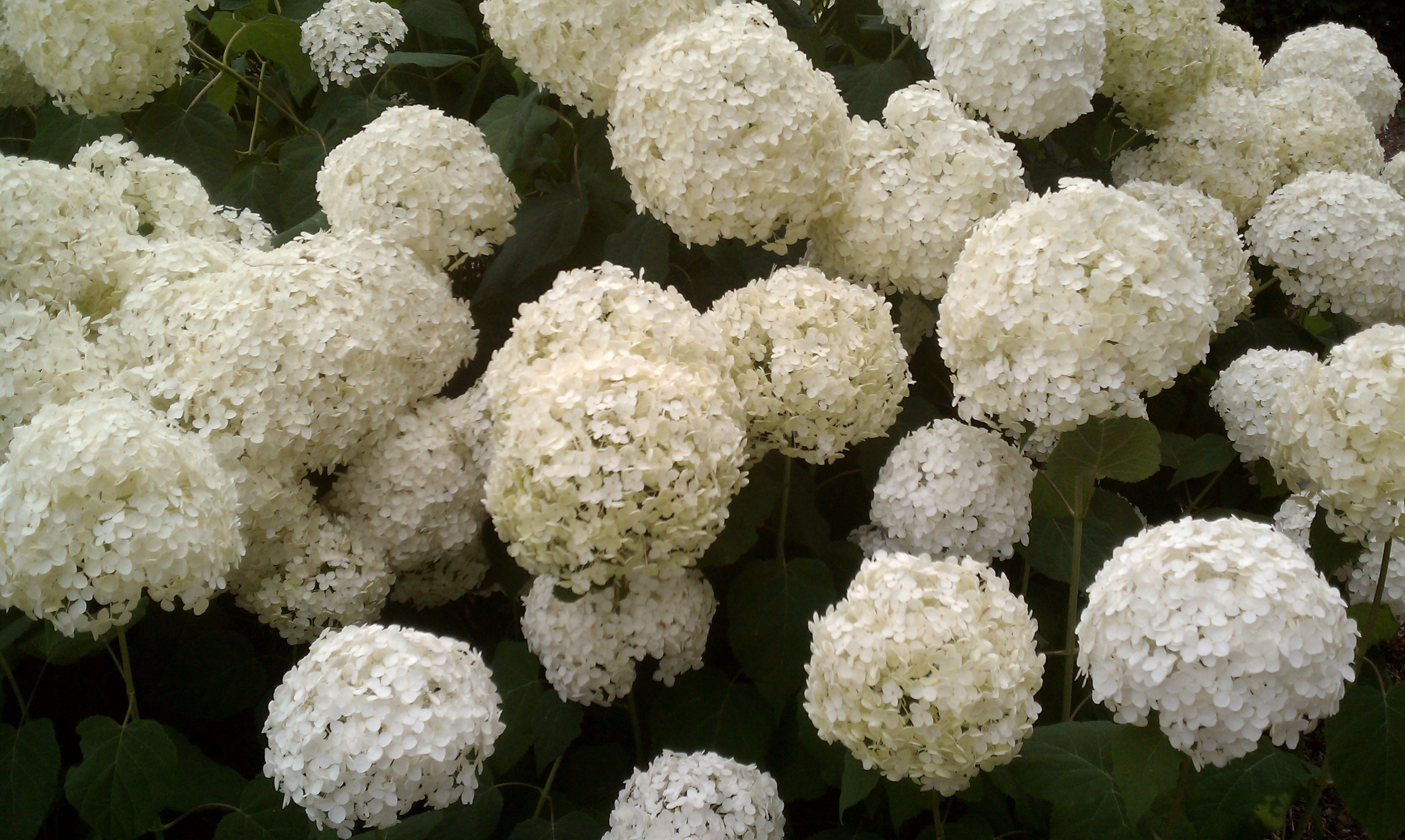 Hydrangeas Nature’s Gift to Cape Cod City Garden Ideas
