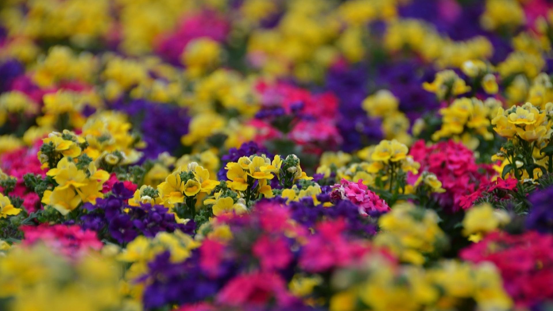 Willkommen bei jansenFlowers