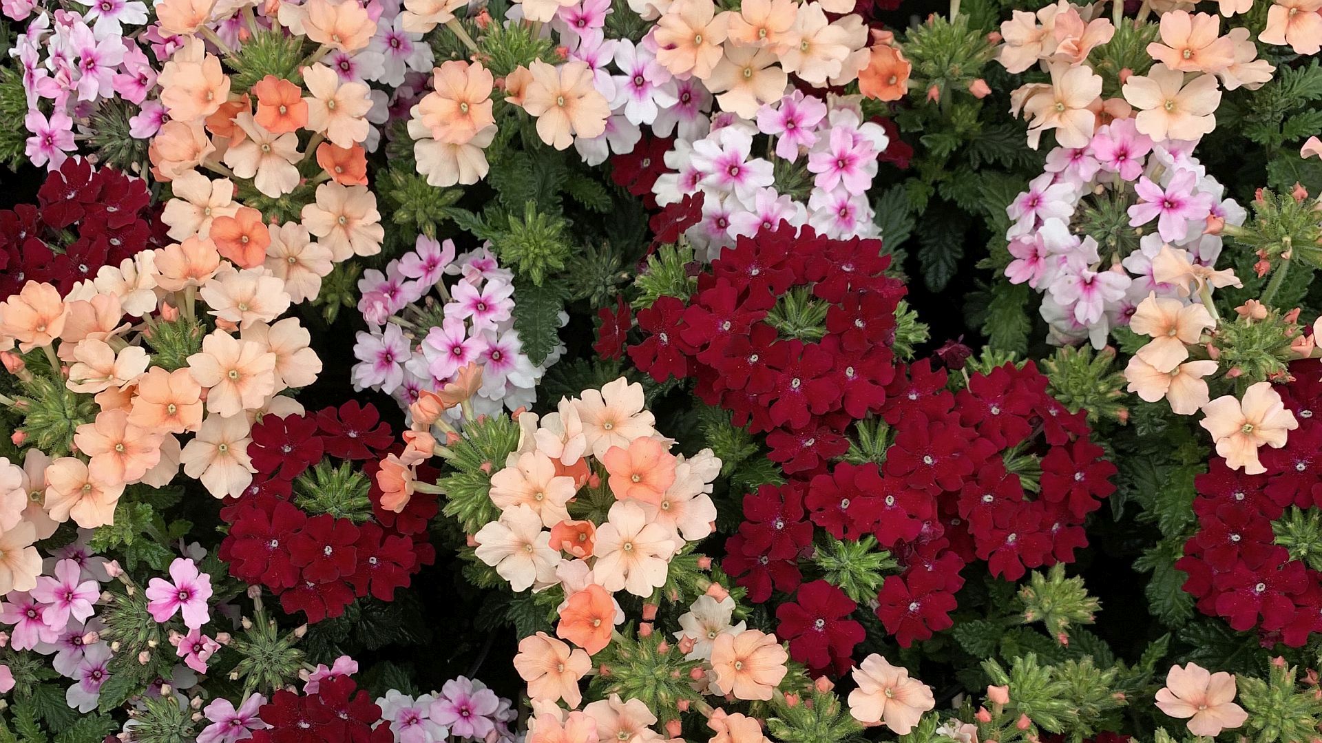 Willkommen bei jansenFlowers