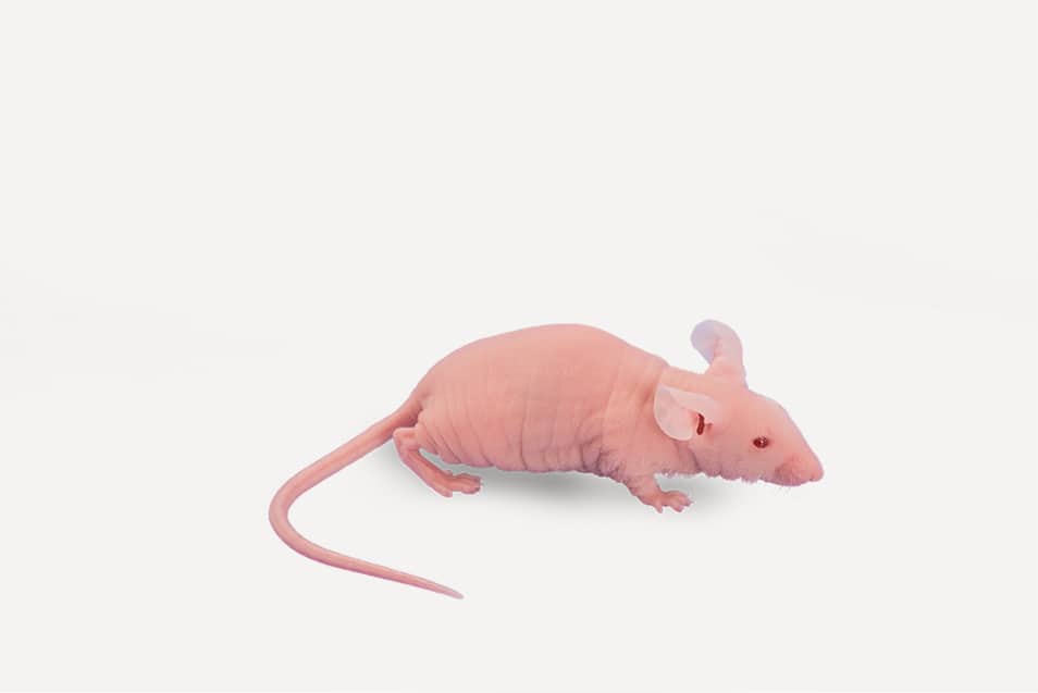 SPRAGUE DAWLEY® Hairless Rat Janvier Labs