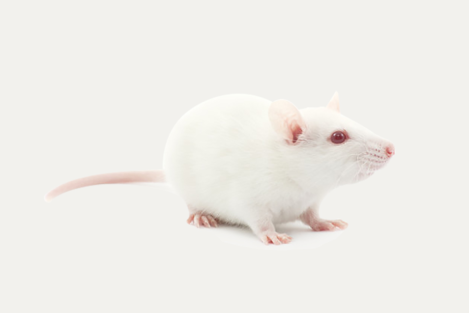 SPRAGUE DAWLEY® Rat Janvier Labs