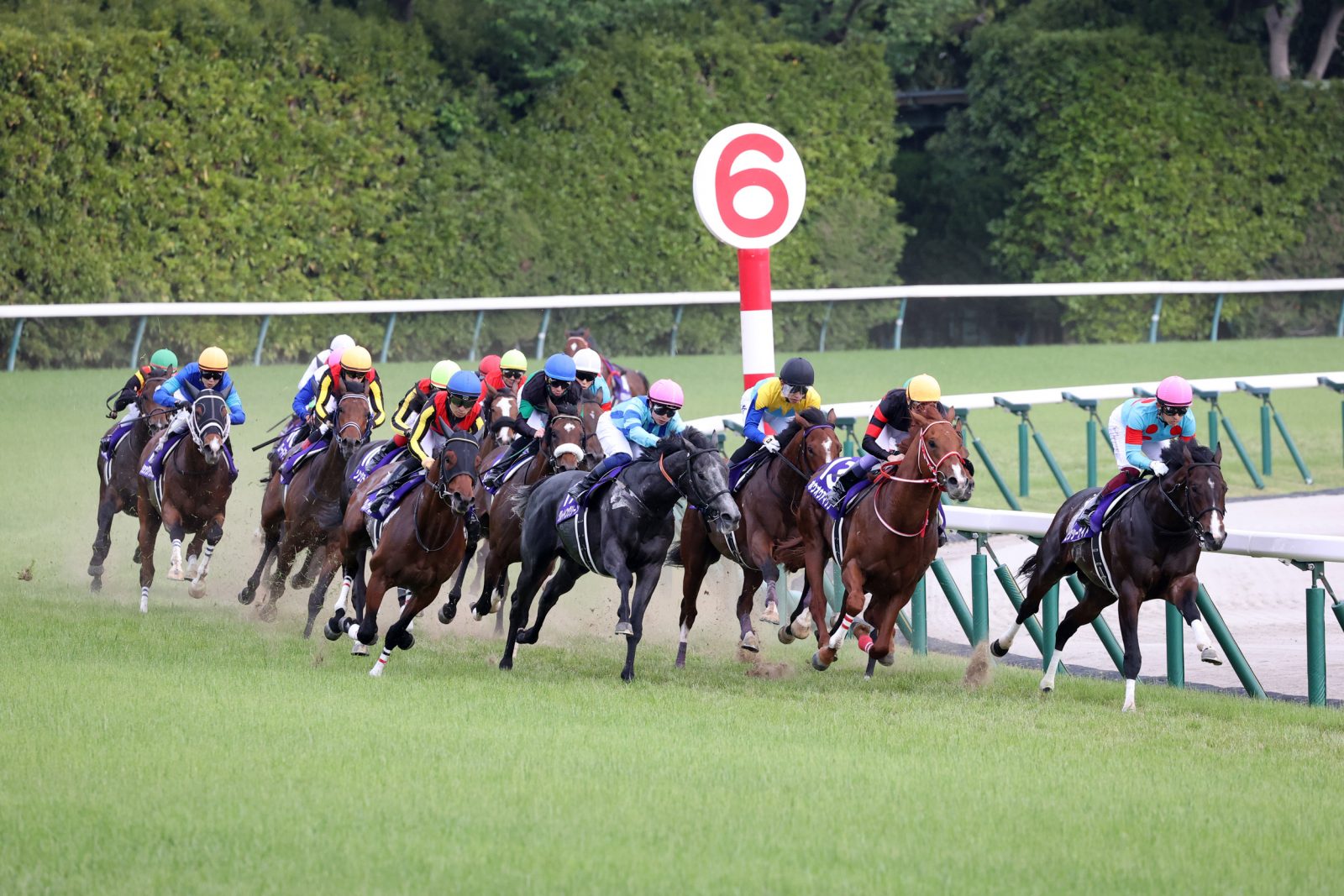 NHK Mile Cup JAPAN Forward