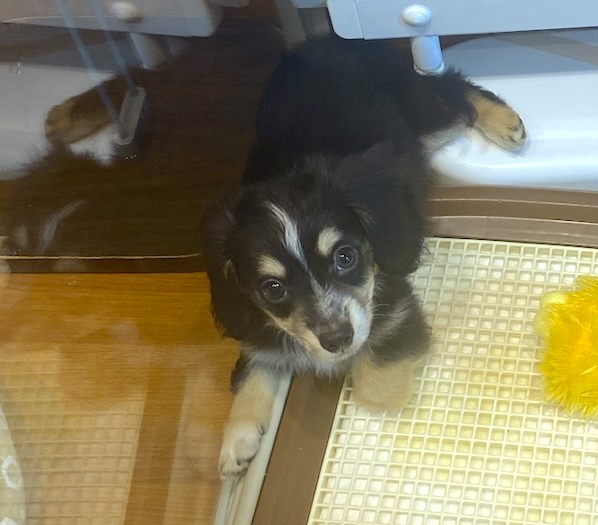 Are Dogs Expensive In Japan