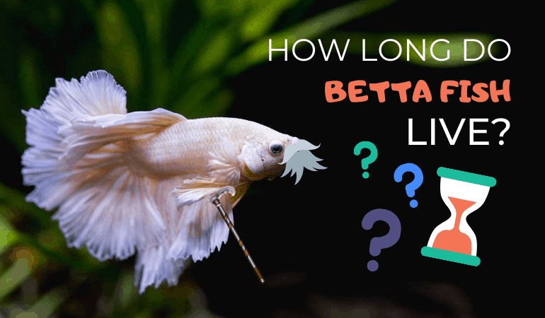 How Long Do Betta Fish Live? Tips to increase your bettas lifespan