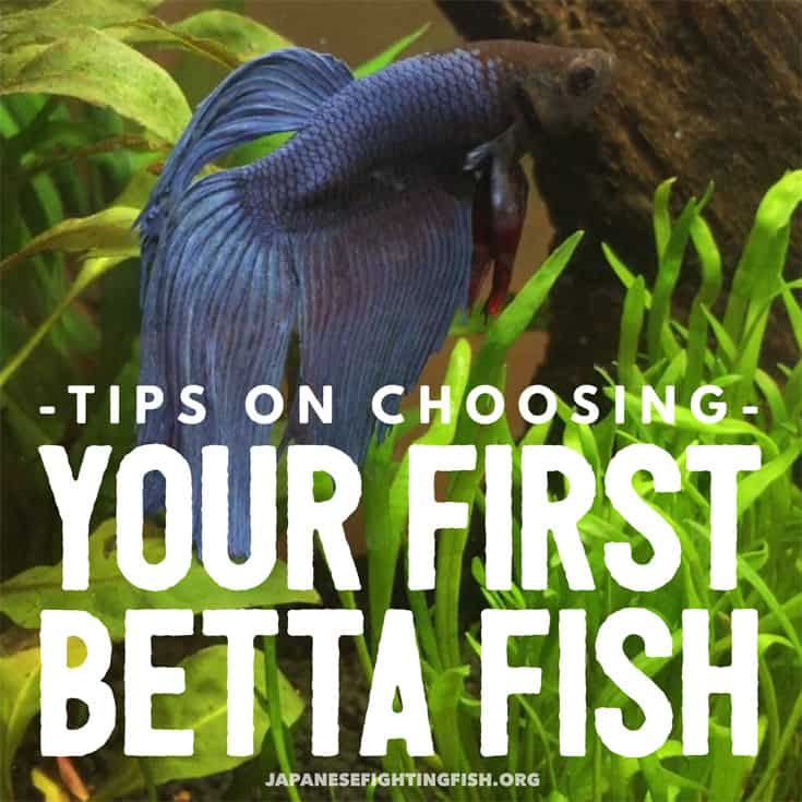 How to Choose Your First Betta Fish Tips For Picking One
