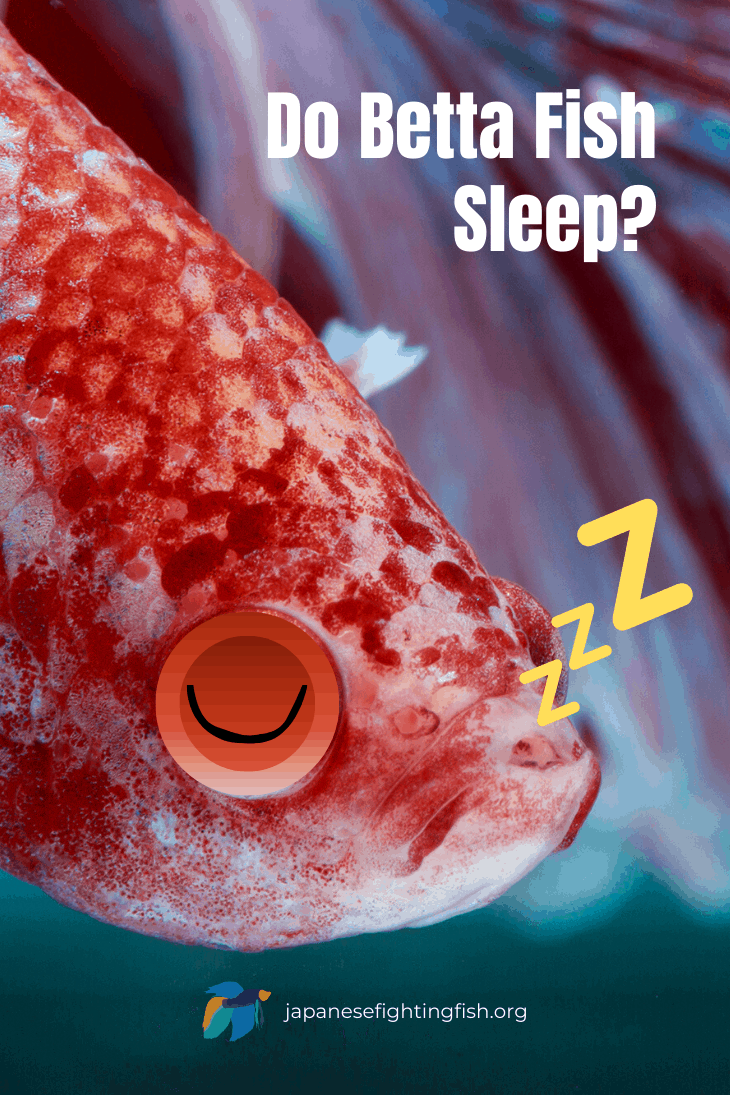 Do Betta Fish Sleep? How, When & Why They Rest (Explained)