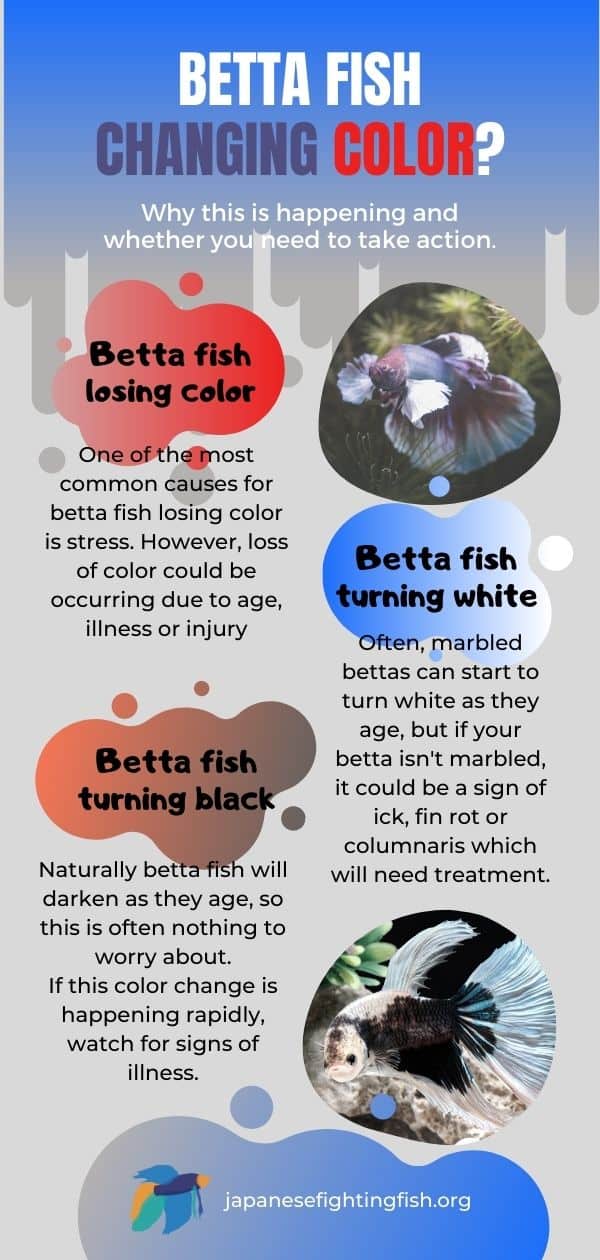 Why Is My Betta Fish Turning White or Losing Color? (Fix)