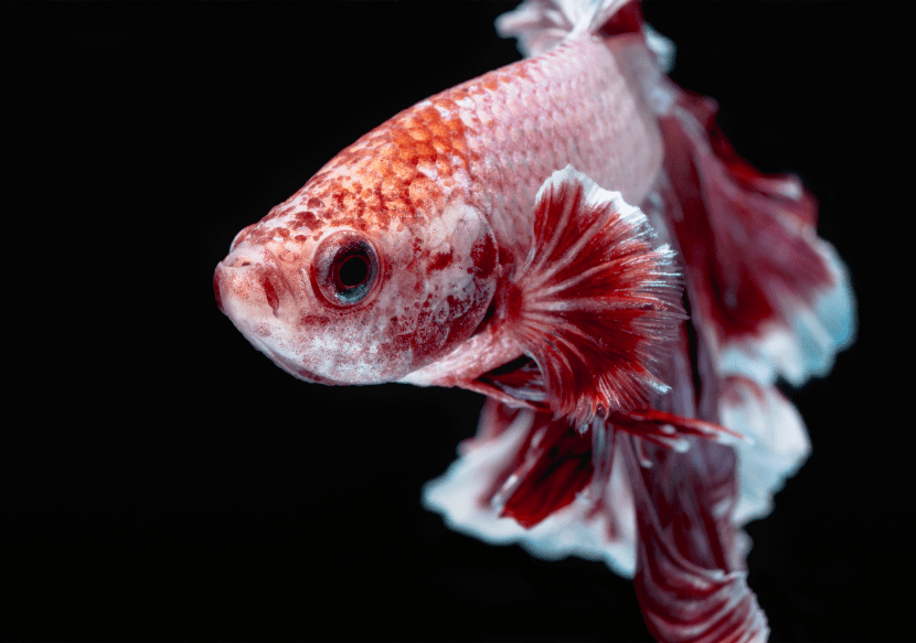 Betta Fish Tumor Symptoms, Causes & Treatment (Full Guide)