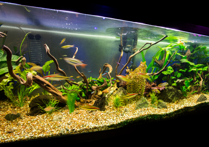 Best 55 Gallon Aquarium Filter Top 5 Options in 2024