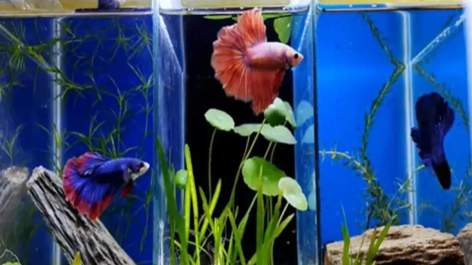 Betta Fish Tank Divider Benefits, Pros/Cons + DIY Options