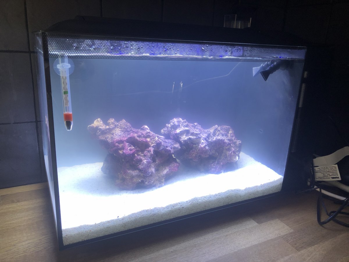 Betta Fish Cloudy Water Causes And Treatment Of Dirty Aqua