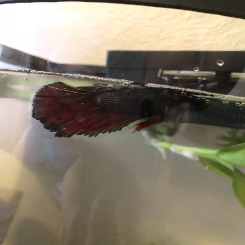 Betta Fish Staying At Top Of Tank 6 Reasons They Float Up
