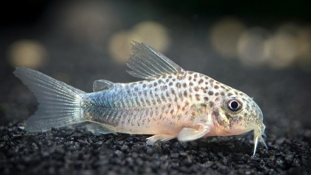 Neon Tetra Tank Mates 17 Best Fish Friends You Have To Know