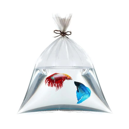 How To Transport A Betta Fish Factors You Need To Know Now