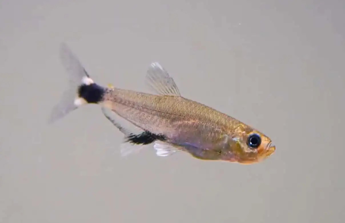 40 Types of Tetra Fish