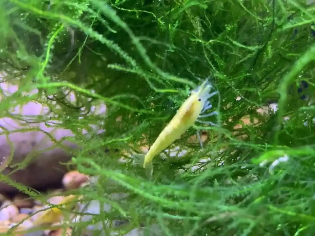 15 Best Top Dwelling Fish for Your Freshwater Aquarium